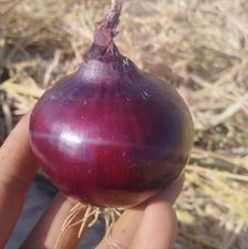بذر پیازقرمز.درجه یک