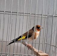 سهره نر بخون