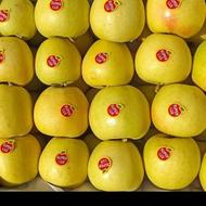 مرکبات صادراتی دارم سیب پرتغال و پیاز