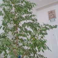 گل بنجامین زیبا