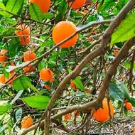 تامسون 500 کیلو