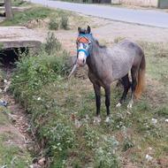 کره اسب دوسالو نیمه