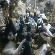 کبوتر معاوضه با انگشتر