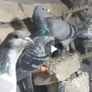 کبوتر هوایی معاوضه با انگشتر