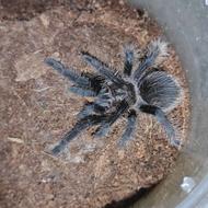 تارانتولا با ارسال رایگان به همه جا