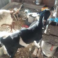 بز پاکستانی اصیل