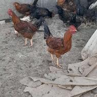 خروس جوان 5تا