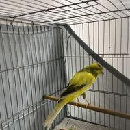 قناری رسمی باند