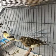 جوجه رسمی بلند