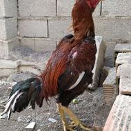 خروس لاری سالم