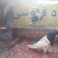 کبوتر پرشی جفت و تک