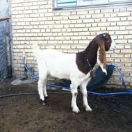 یک عدد بزغاله ماده اصل پاکستانی