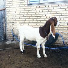 یک عدد بزغاله ماده اصل پاکستانی