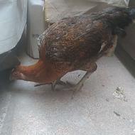 مرغ لاری6 دانگ