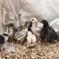 فوری جوجه گلین لری کرچ شو و تخمگذار