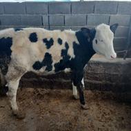 گوساله ماده سیمنتال