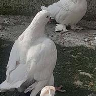 کبوتر زینتی