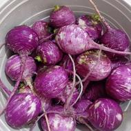 شلغم محلی تازه و شیرین، تقویت ایمنی بدن، قیمت مناسب