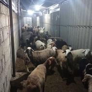 نیازمند یک چوپان ساده