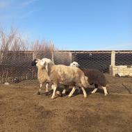 4راس بهترین بره قوچ جنس بالا