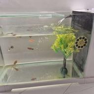 اکواریوم شرکتی شیشه خم