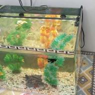 آکواریوم شیشه خم