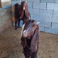 دوتا بزغاله پاکستانی