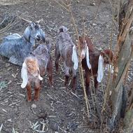 بزغاله سه قلو خوراک خور