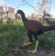 خروس لاری جوجه خروس لاری