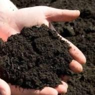 کود گاوی خشک