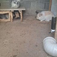 3عدد خرگوش ماده بالغ