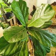 گل فیکوس لیراتا با گلدان سفالی