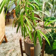 گل بنجامین آمستل