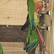 گرینچیک طوطی