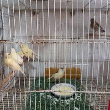 تعداد 7 عدد جوجه قناری دوماهه تازه کم و بیش دونخور