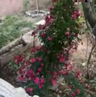 سرایدار/کارگر باغ ویلا در بومهن نیازمندیم