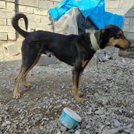 سگ نگهبان عالی آدم گیر واگذاری