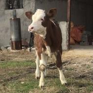 گوساله ماده سیمینتال قرمز