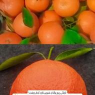 نارنگی پیچ برگدار و تازه چین، درشت، شیرین و آبدار