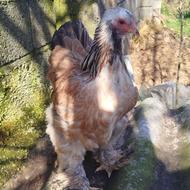 مرغ برهما سالمون