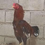 خروس لاری وگنجه