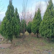 کاج نوکدار زمینی