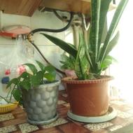 گل و گلدان آپارتمانی