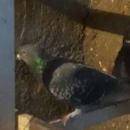 ماوزه با هر کفتری بجز شهرستانی نر هست