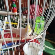 عروس هلندی 2500