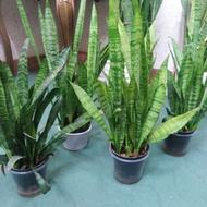 گل سانسوریا