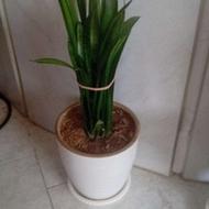 گل سانسورساشمشیری باگلدان سفالی