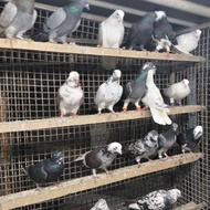 کبوتر غریبگیری