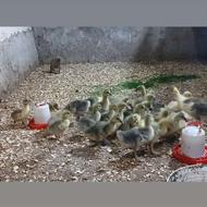 غاز فروش عمده و تکی