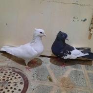 دوتانرتهرونی پرشی